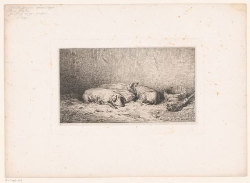 Sleeping pigs in a stable
