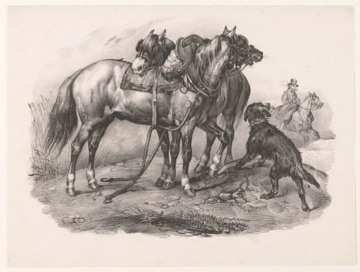 Two Picardy draft horses with a dog