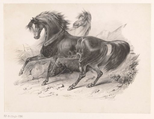 Two wild horses