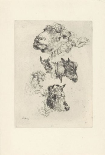 Study sheet with sheep-, horse-, donkey-, ram- and bull heads
