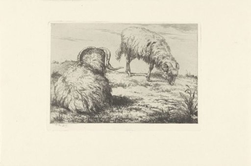 Two rams in the meadow