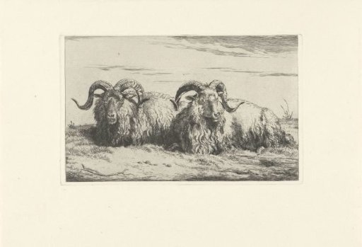 Two reclining rams