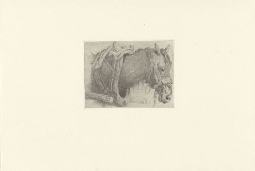 Study of a horse's head