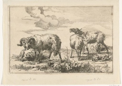 Bleating sheep among sheep and a ram