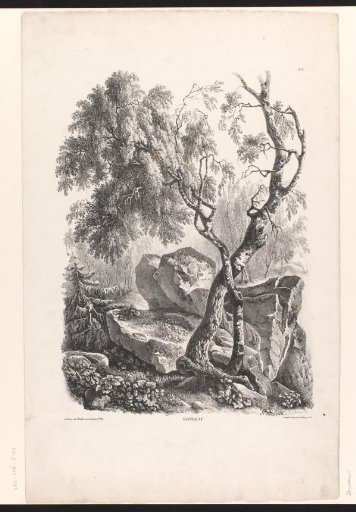 Birch tree in a forest landscape