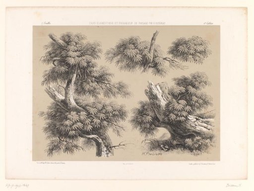 Four studies of tree trunks, branches and foliage