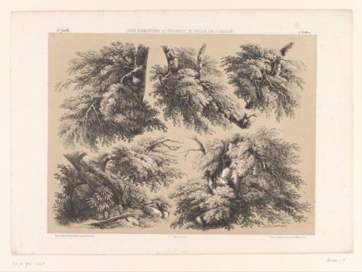Five studies of tree trunks, branches and foliage