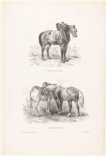 Two views with a draft horse and Picard horses