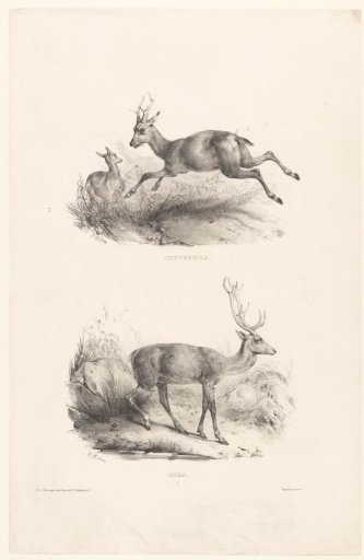 Two views with roe deer and a stag