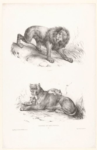 Two views with a lion and a lioness with her cubs