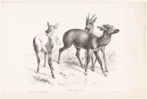 Four roe deer