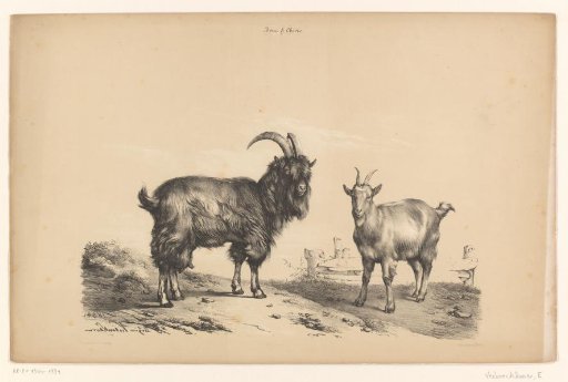 Buck and Goat