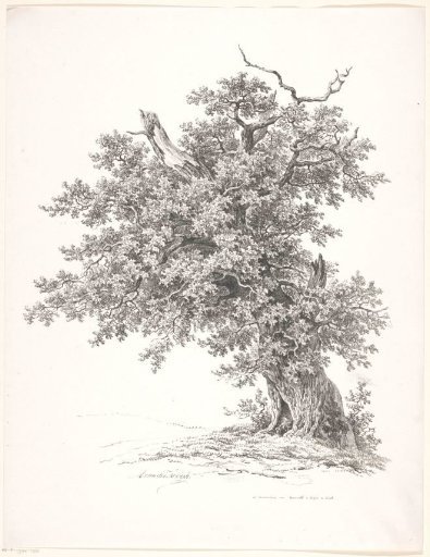 Old tree