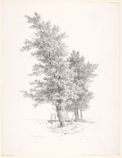 Row of trees