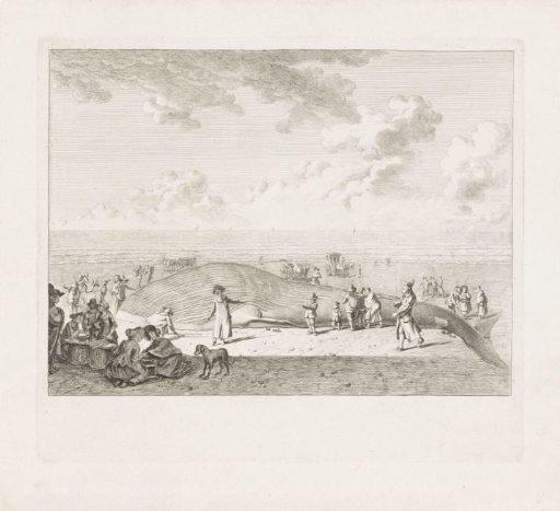 Sperm whale stranded at Wijk aan Zee, 1791
