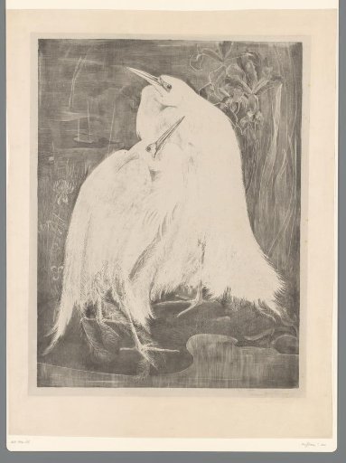 Two Silver Herons