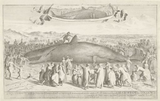 Whale stranded at Egmond aan Zee, 1764