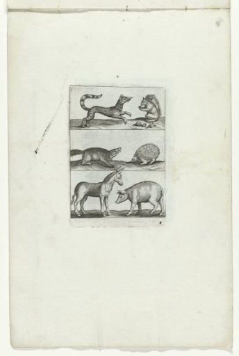 Squirrel, Hedgehog, Donkey, Pig, and Other Animals