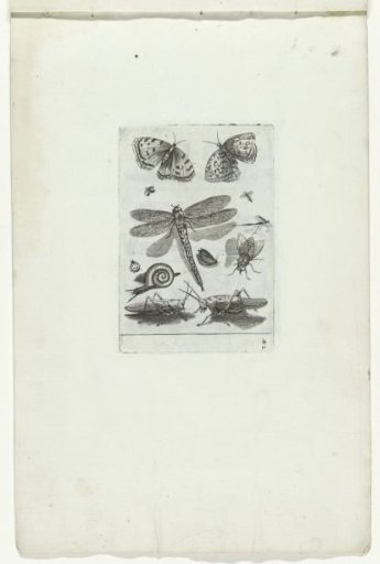Insects