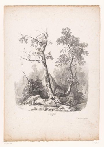 Birch in a rocky landscape