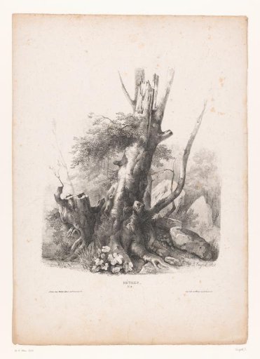Beech in a rocky landscape