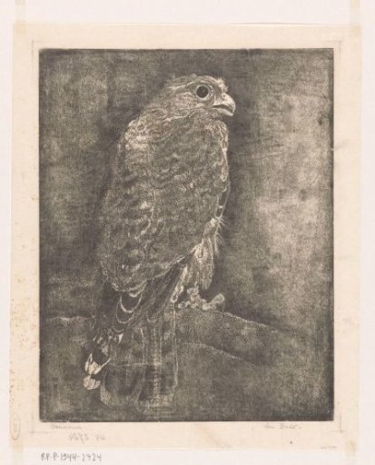 Falcon on a branch