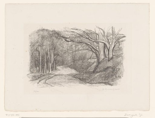 Forest Landscape