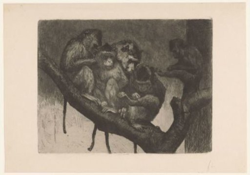Five monkeys in a tree