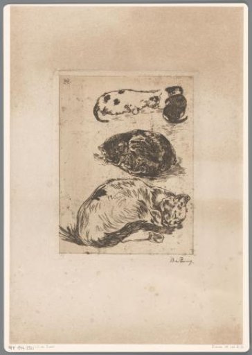 Study of Cats
