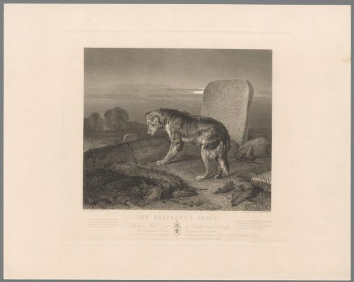 Dog by the herder's grave