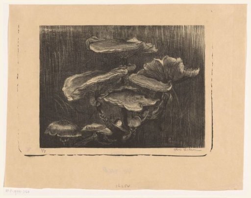 Mushrooms