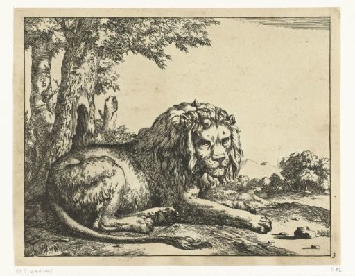 Recumbent Lion with Tail in Foreground