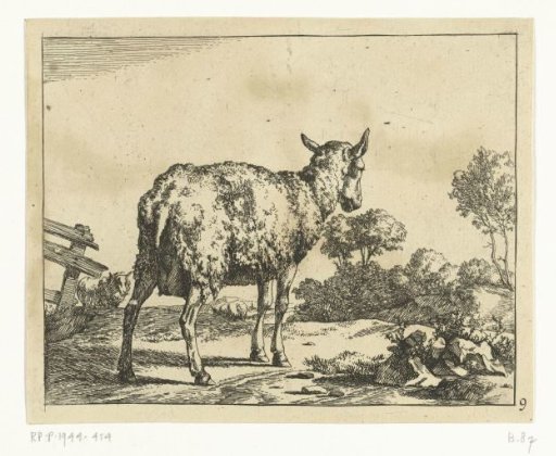 Standing Sheep, from Behind, by a Fence