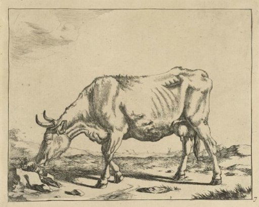 Grazing Cow