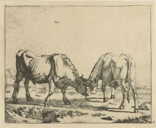 Two Bulls, Heads Together