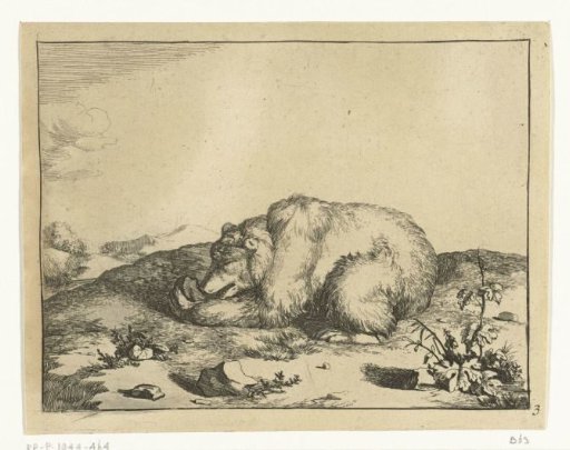 Recumbent Bear, Eating Slightly from His Left Paw