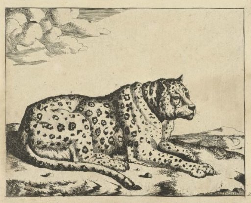 Recumbent Leopard, Facing Right, Tail Along the Body