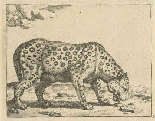 Eating Leopard