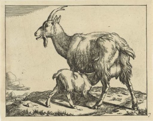 Goat with a drinking kid