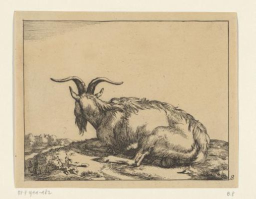 Recumbent goat seen from behind