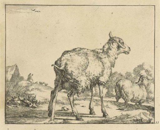 Urinating sheep