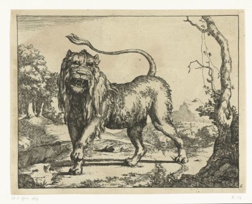Roaring lion, tail in the air