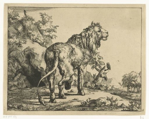 Standing lion, seen from behind, head turned sideways