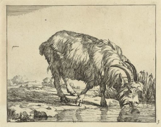 Drinking ram