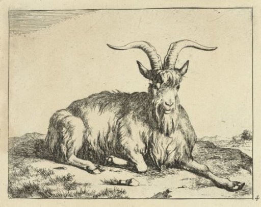 Recumbent goat with foreleg extended