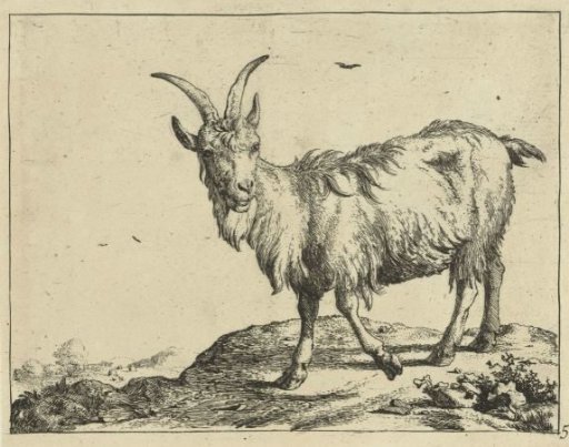 Standing goat seen from the front