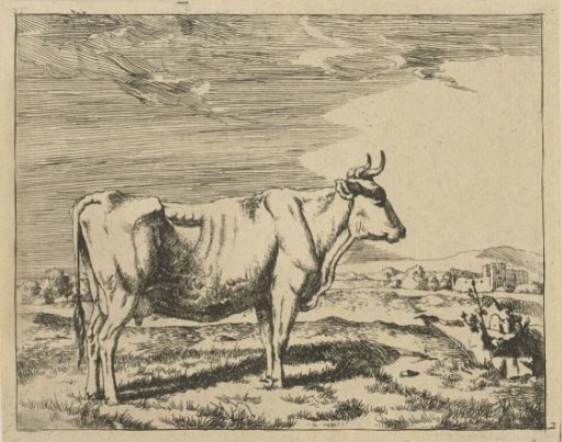 Standing cow, in profile