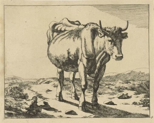 Standing cow seen from the front
