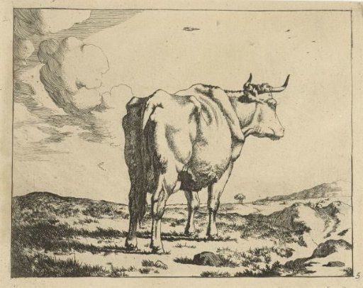 Standing cow seen from behind