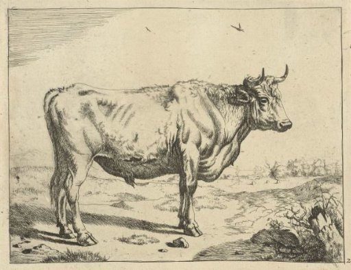 Bull, standing to the right, with birds